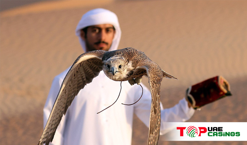 falconry in the UAE